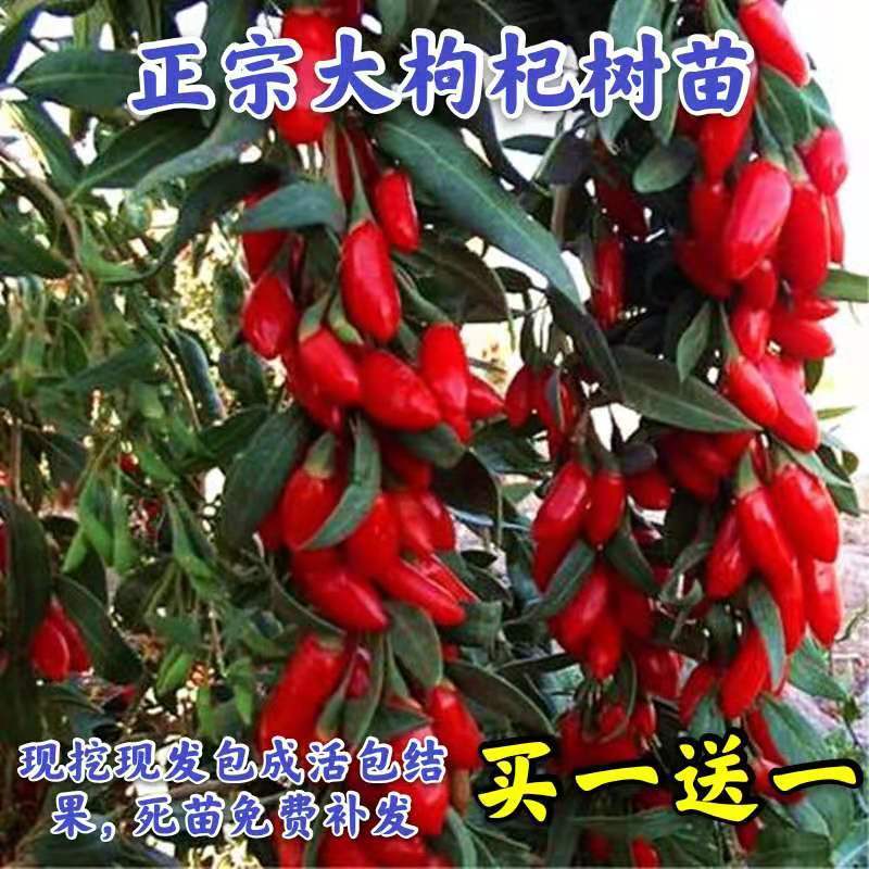 红枸杞树苗 北方南方种植 当年结果阳台食用盆栽盆景地栽庭院果树图片
