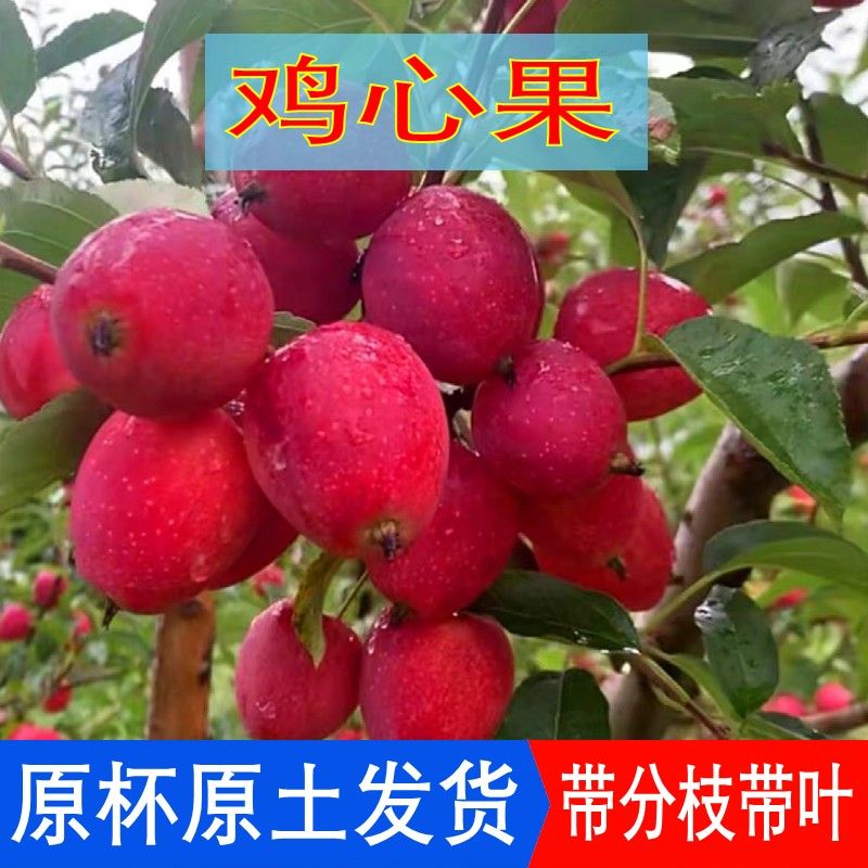 嫁接鸡心果树苗阳台盆栽水果苗庭院地栽小苹果锦绣海棠沙果带土叶图片