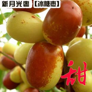 金丝新四号甘甜脆果树苗南北方种植枣树苗嫁接枣苗当年结果冰糖枣
