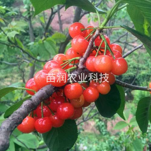 四川攀枝花米易早熟小樱桃树苗酸甜可口嫁接甜樱桃苗全国四季种植