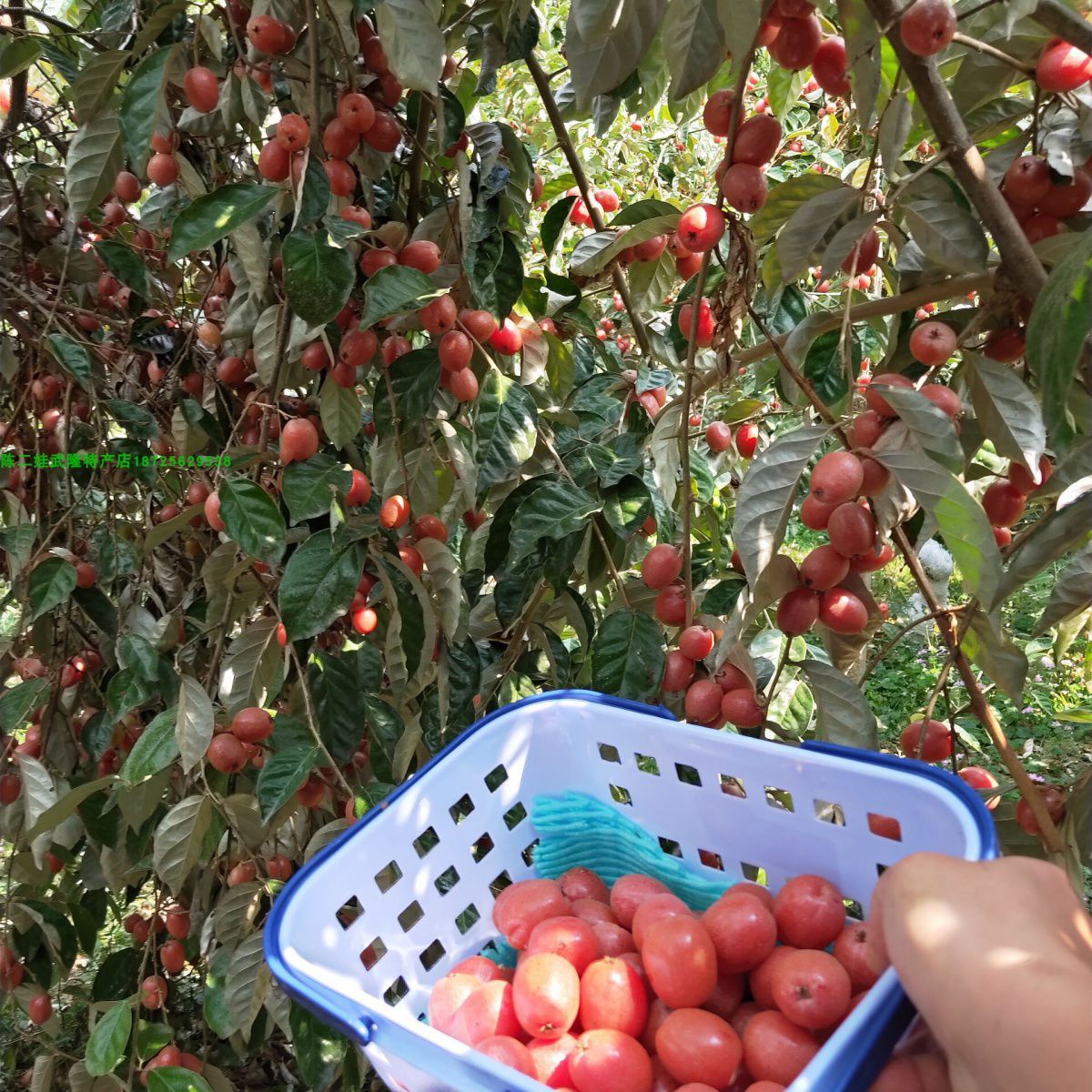 当年结果 嫁接甜羊奶果树苗 德甜二号羊奶果苗 南方盆栽室内果树图片