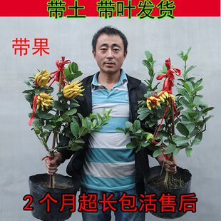 招财佛手香橼苗盆栽金佛手树苗柠檬盆栽四季常青结果带果阳台果树