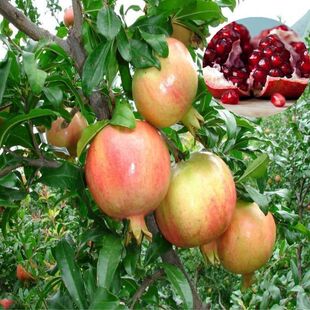 山东枣庄石榴树苗北方石榴大红袍大马牙大青皮软籽突尼斯当年结果