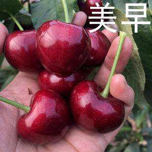 大连美早大樱桃车厘子树苗盆栽两年二三四五六七八南北方庭院嫁接