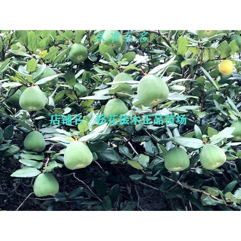 珍贵薜荔果苗凉粉子木莲果凉粉果 薜荔果树苗 盆栽绿植物包邮