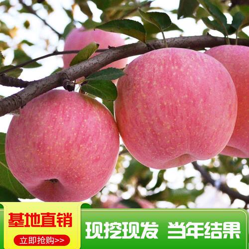 苹果树苗嫁接果树地栽北方南方种植特大富士苹果苗矮化苗当年结果