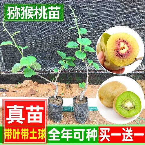 红心猕猴桃苗大果南北方种盆栽地栽黄心软枣猕猴桃树果苗当年结果