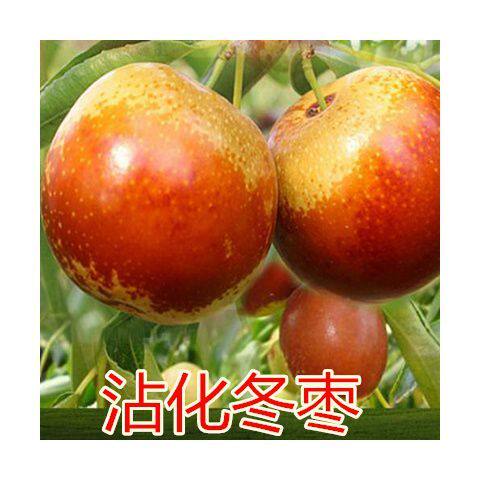 枣子树苗山东特大超甜冬枣牛奶白枣树苗四季南北方种植当年结果