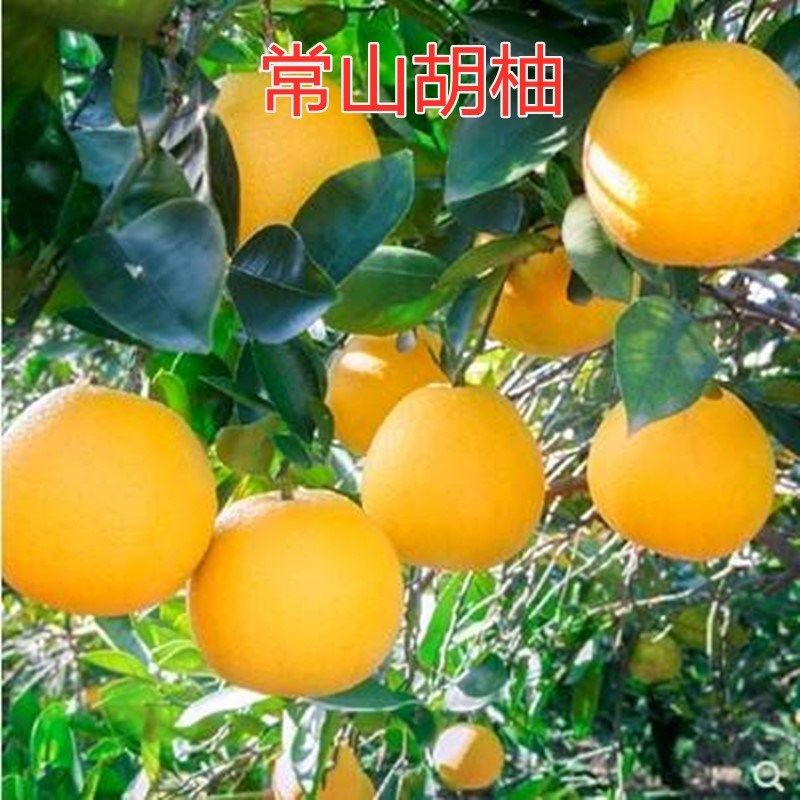 甜桔柚高糖桔子树苗阳光一号桔柚树嫁接黄金柑桔子树苗黄金柚子苗图片