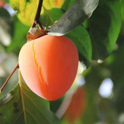 嫁接富平尖柿子树苗盆栽地栽南北方种植软柿子苗当年结果果树苗