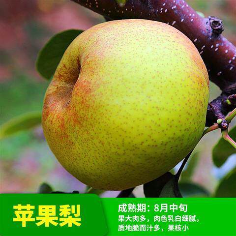 果树苗苹果山楂柿子石榴无花果李子梨树嫁接枝条扦插枝条嫁接砧木