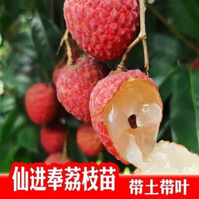 仙进奉荔枝苗嫁接果树苗南方种植三月红无核荔枝大苗当年结果