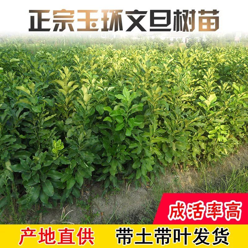 正宗玉环文旦树苗楚门文旦柚树苗红心蜜柚嫁接树苗果树苗木可盆栽图片