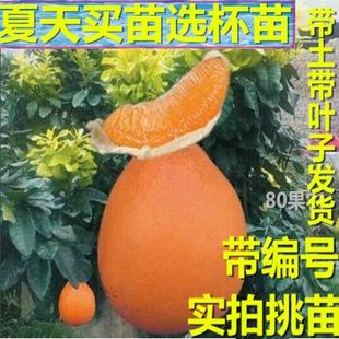 福建平和琯溪蜜柚苗黄金橙肉柚子苗红皮黄肉金橙蜜柚嫁接苗 果树