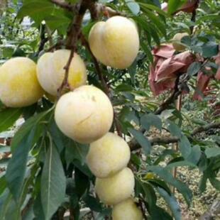 李子树苗嫁接特大黄金奈李蜂糖李子果树苗南北方盆栽地载当年结果