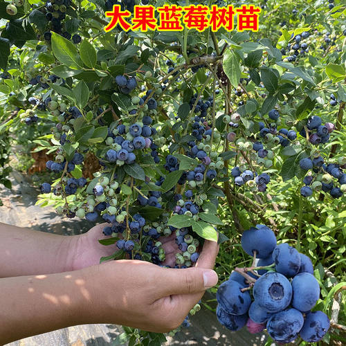 蓝莓树果苗盆栽地栽四季水果树当年结果南方北方种植特大蓝莓树苗