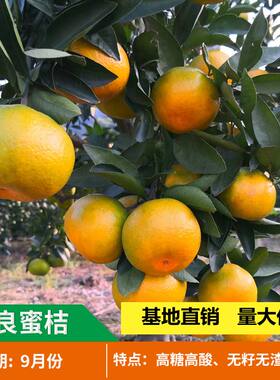 四川嫁接由良蜜桔树苗贡柑苗高糖蜜桔苗特早熟蜜桔苗皇帝柑树苗