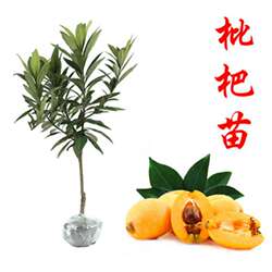 东山白沙枇杷苗南北方庭院地栽阳台盆栽嫁接特大洞庭琵琶当年结果