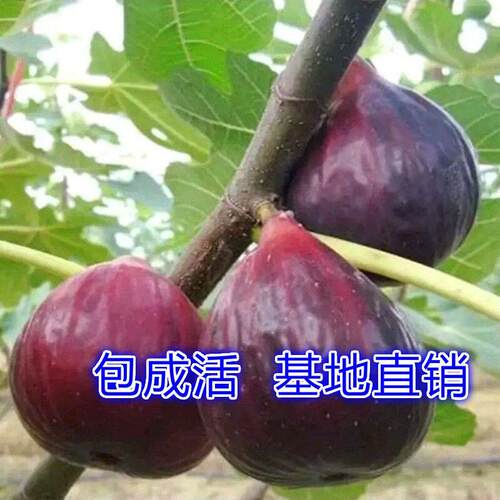嫁接无花果树苗四季南方北方种植果苗特大波姬红无花果树当年结果