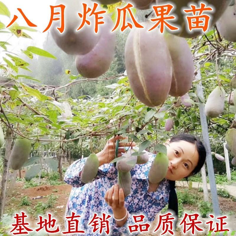 田氏八月瓜 果树苗当年结果野生八月瓜苗四季种植南方八月炸树苗图片