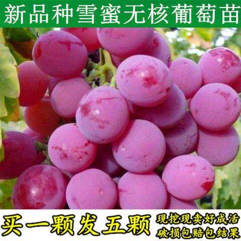 新品种雪蜜无核葡萄树苗南方北方庭院地栽种植盆栽嫁接爬藤果树苗
