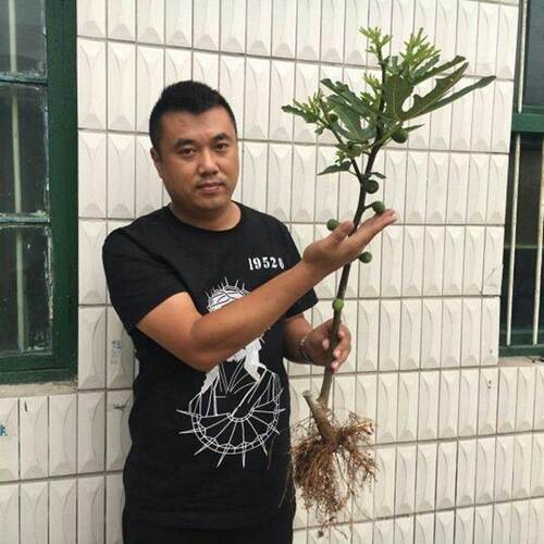 无花果苗新品种黑色使命加州黑无花果树苗南北方种植果树盆栽地栽