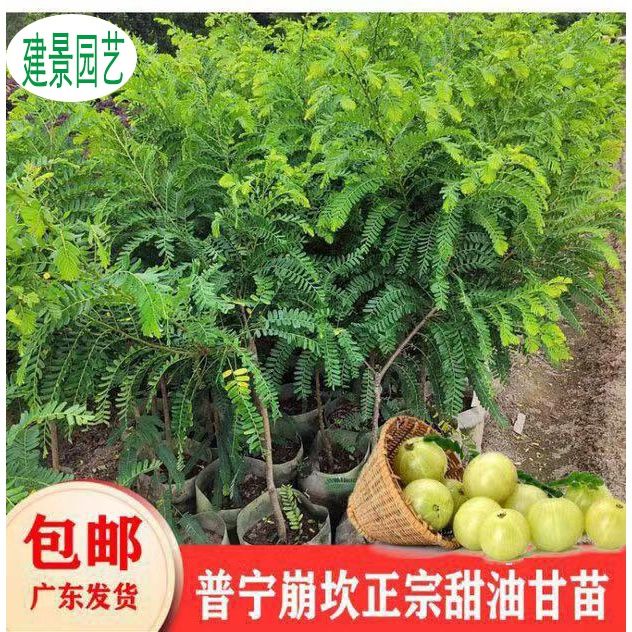 广东崩坎甜油甘果树苗余甘果树苗嫁接苗果小树苗四季地栽当年结果图片