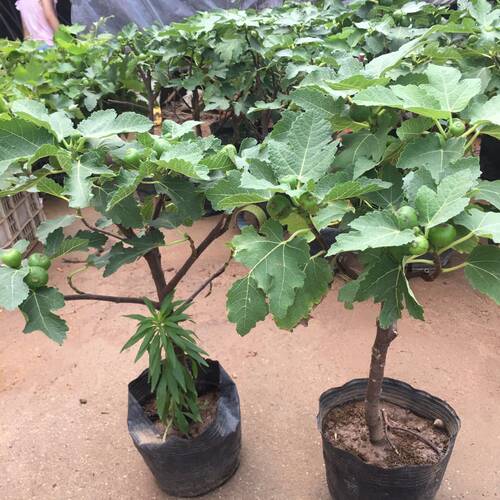 无花果树苗阳台矮化四季盆栽苗南北方种植当年结果带土