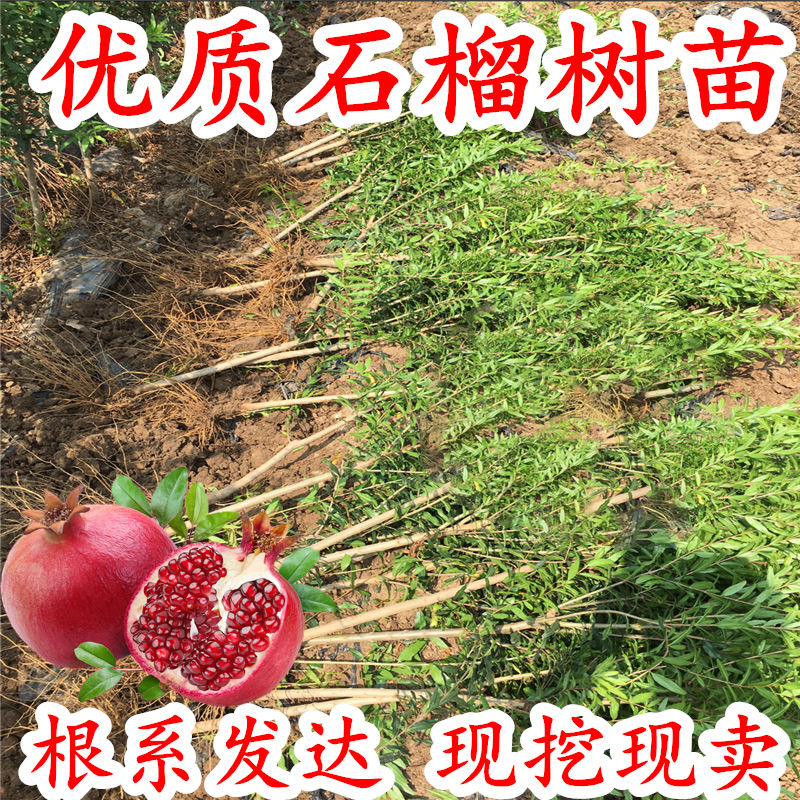 石榴树苗盆栽突尼斯软籽无籽石榴苗南方地栽嫁接矮化北方种植果树图片
