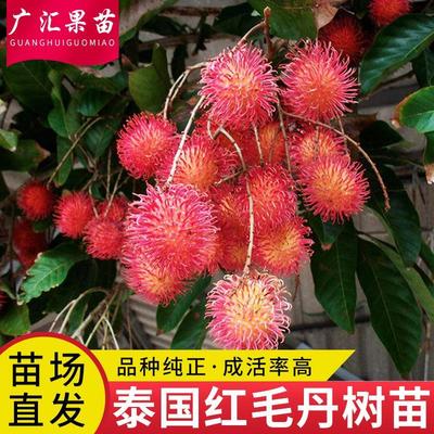 泰国红毛丹树苗嫁接庭院盆栽地栽果树苗当年结果带土果苗
