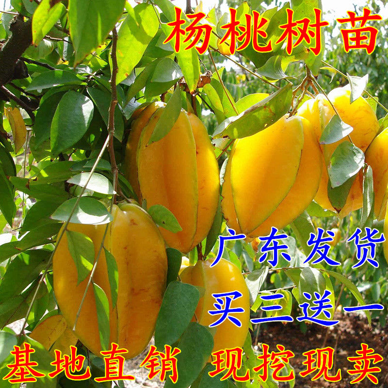 杨桃果树苗 台湾四季甜红杨桃嫁接树苗南方种植当年结果地栽盆栽图片