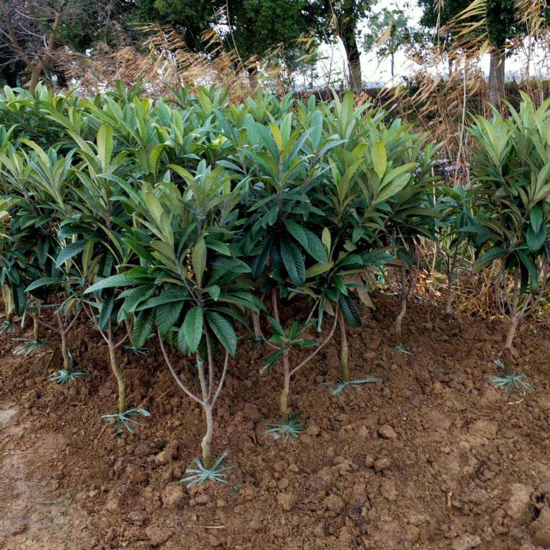 正宗苏州东山白沙白玉枇杷嫁接三年树苗琵琶带土球可产地自提图片