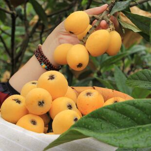 杭州塘栖软条白沙嫁接枇杷苗 白枇杷树苗木果苗 挂果苗可实地考察