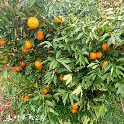 长叶香橙2号嫁接苗无核脐橙柑桔常绿盆栽室外果树苗木柑橘苗