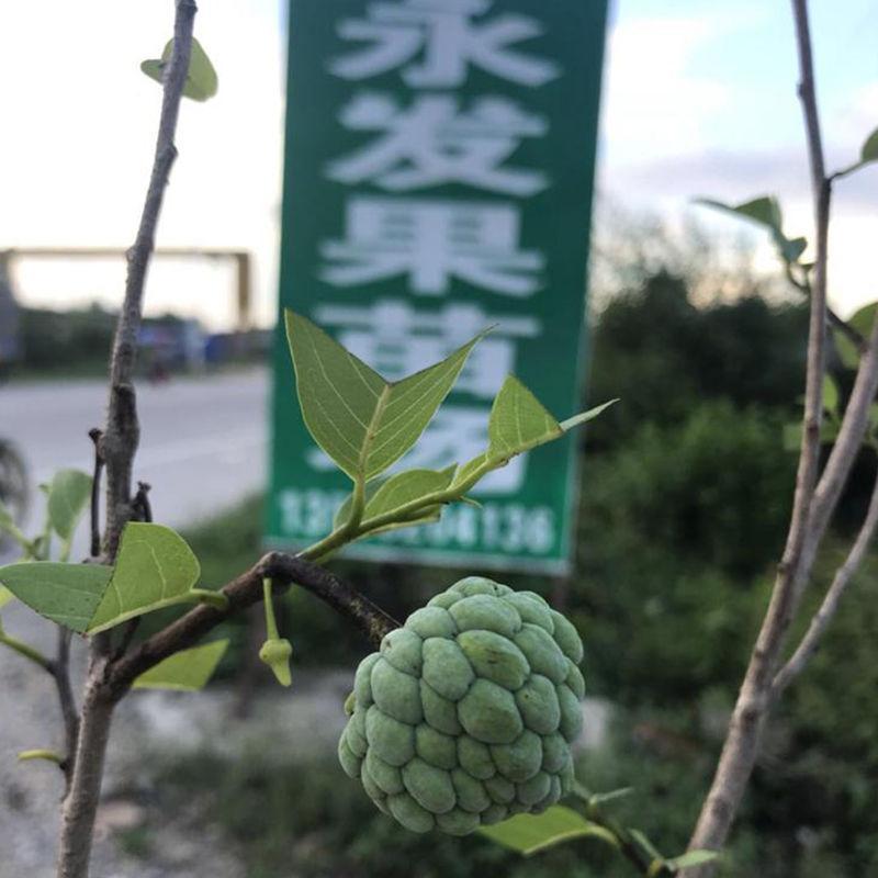 释迦果苗水果树苗番荔枝嫁接苗阳台别墅种植当年结果释迦苗带花发图片