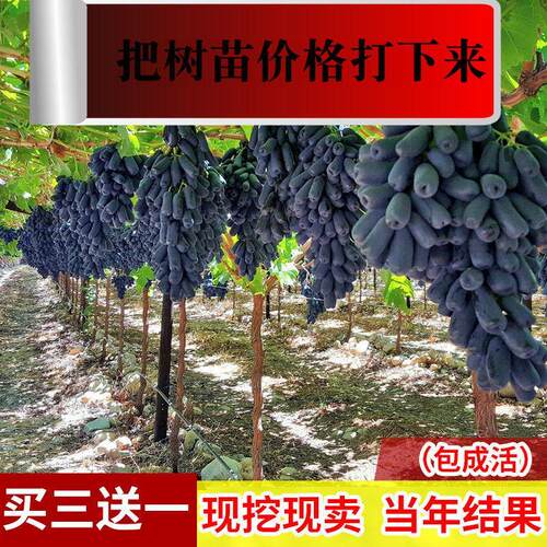 蓝宝石葡萄苗大苗果树果苗爬藤当年结果不葡萄甜蜜无核葡萄树苖树