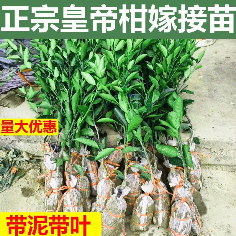 广西黄皇帝柑树苗嫁接大柑橘果树苗贡柑盆载地栽南方种植当年结果