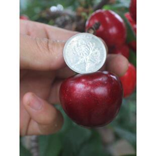 樱桃树苗美早车厘子烟台大樱桃苗嫁接果树苗南方北方种植当年结果