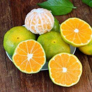 新品种青皮蜜桔苗 日南一号桔苗嫁接青早熟苗 柑橘无核蜜桔子树苗