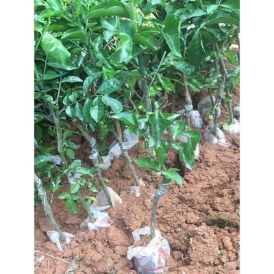 黄皮果苗大鸡心黄皮苗南方种植嫁接苗盆栽地栽水果苗无核黄皮苗