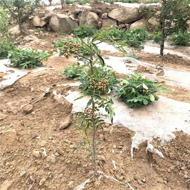 花椒苗树果树果苗南北方种植地栽嫁接无刺大红袍当年结果花椒树苗图片