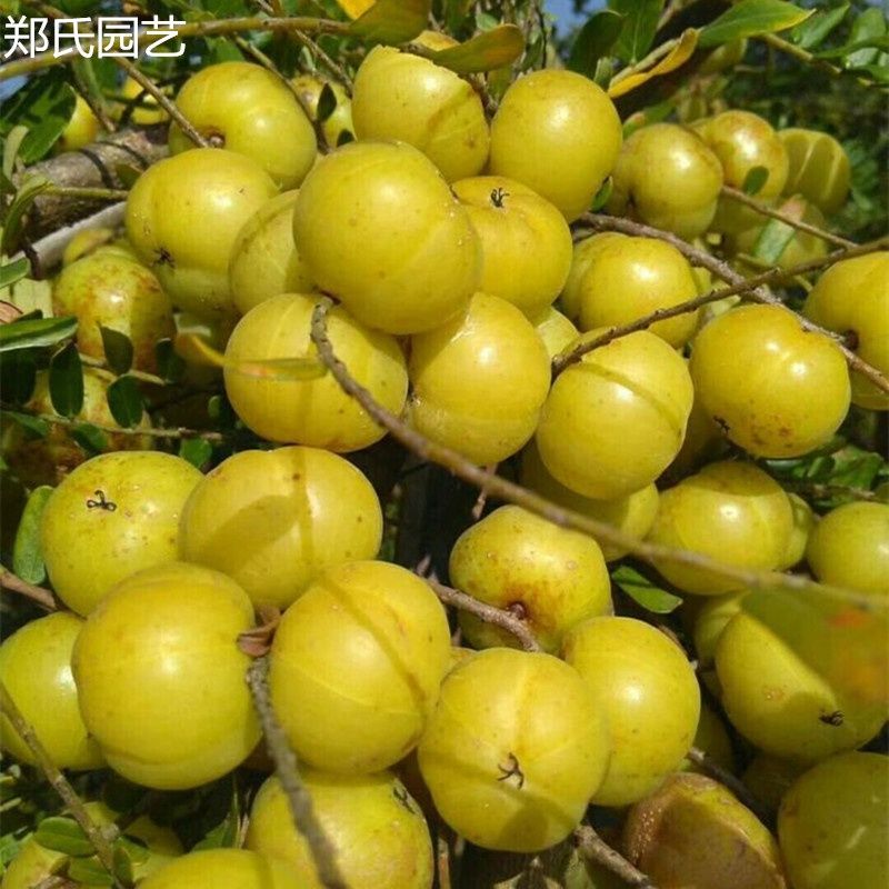 广东潮汕甜种油甘果树苗大粒狮头柿饼油甘余甘嫁接油甘当年结果图片