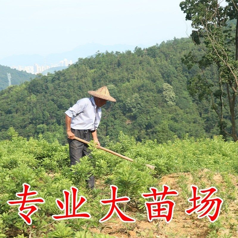 杨梅树苗白杨梅水晶杨梅苗盆栽地栽果树苗木当年结果南北方种植