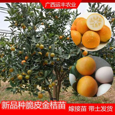 脆蜜金桔苗新品巨无霸脆皮金桔嫁接苗果树苗大果盆栽金柑当年结果