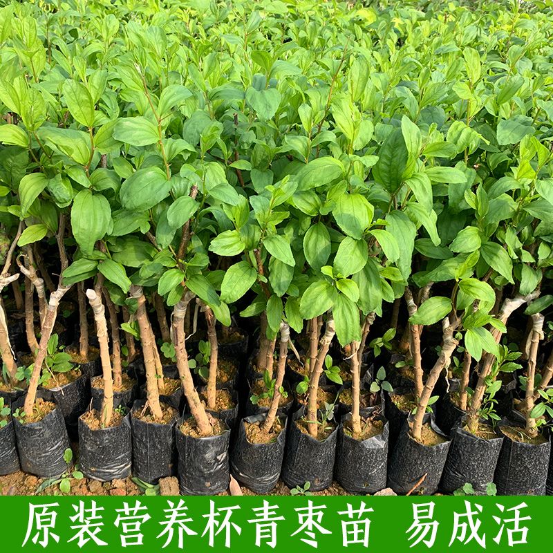 台湾大青枣树苗蜜丝枣苗青枣苗阳台庭院果树苗嫁接枣子苗当年结果