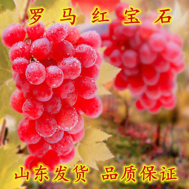 新品罗马红宝石葡萄苗 市场价格高的葡萄 浪漫红宝石果树当年结果