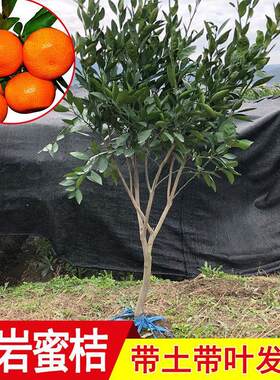 蜜橘树黄岩蜜桔果树嫁接橘子树大苗柑橘苗庭院栽种红美人树苗