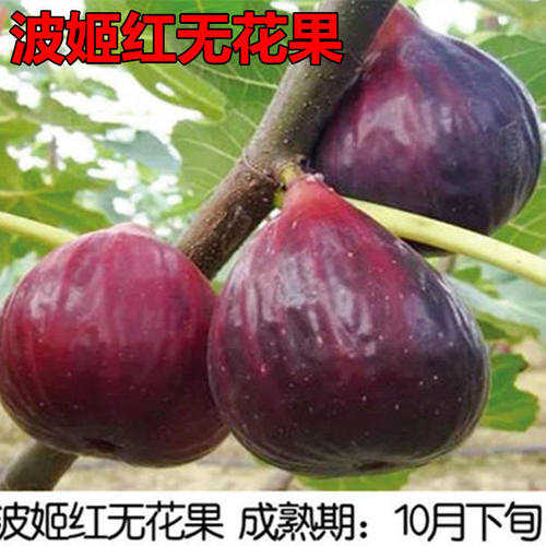 波姬红无花果果树苗南北方地栽庭院种植阳台盆栽特大嫁接当年结果