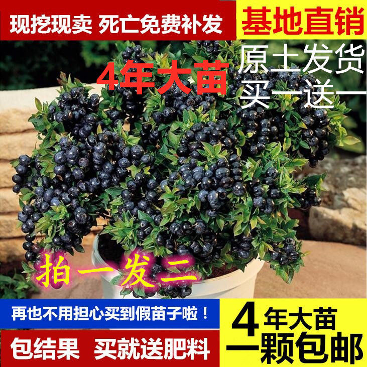 蓝莓树苗南方品种北方种植兰梅苗带花室内盆栽地栽当年结果苗树莓