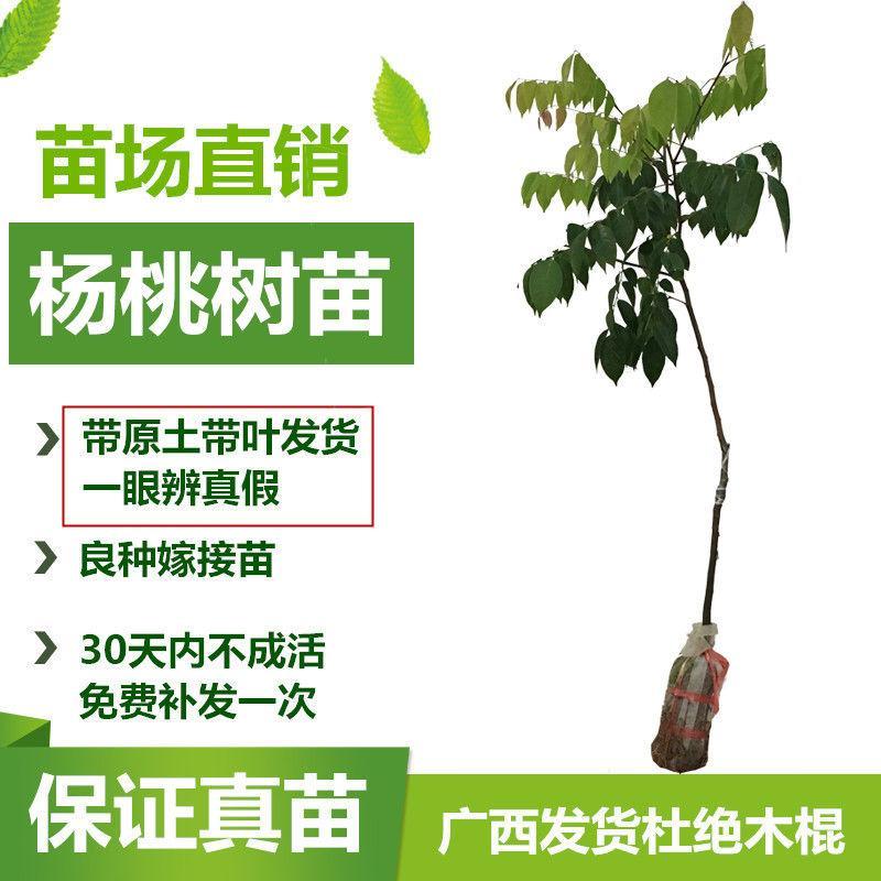 杨桃苗 马来西亚杨桃果树苗广西嫁接果苗盆栽地栽树苗南北方水果图片